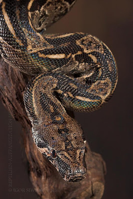 constrictor snakes constrictor snakes