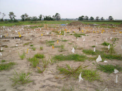 The flags mark surface features at the dig site