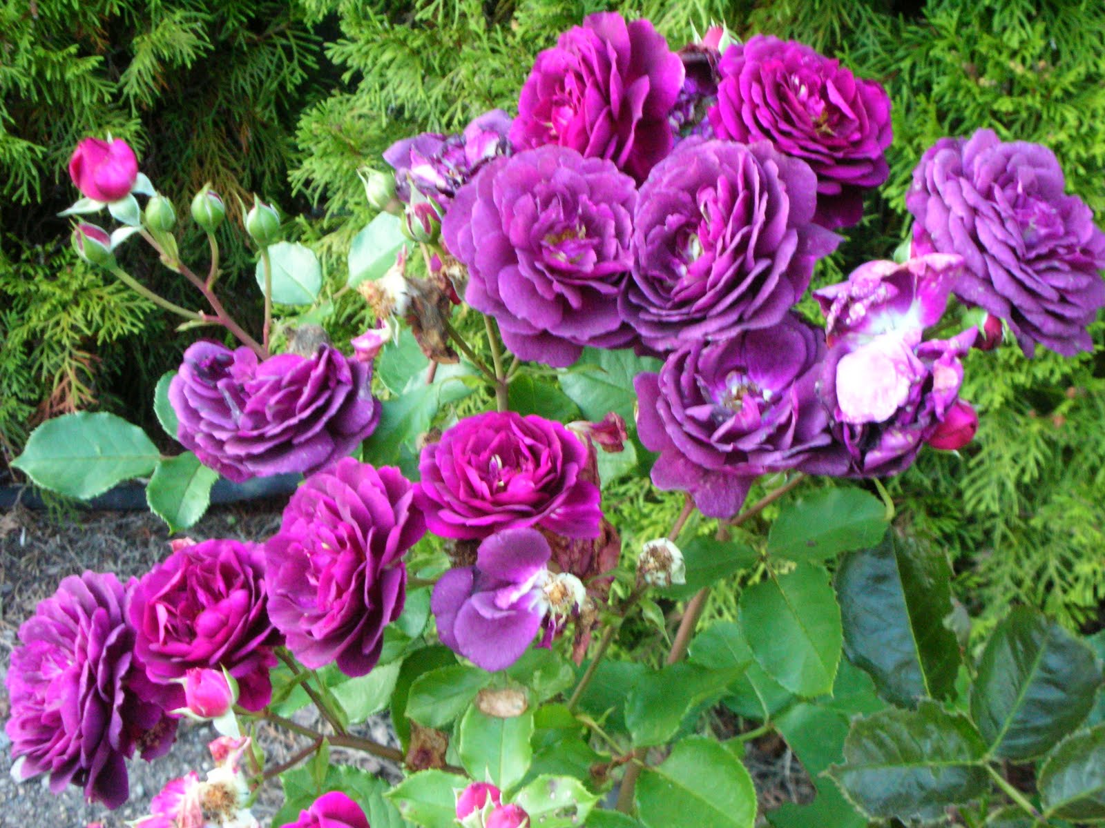 Julia's Gardens October Flowers