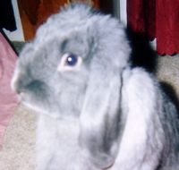 I am some bunny!
