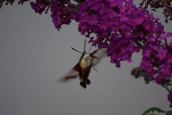 Hummingbird Moth (<i>Hemaris thysbe</i>)