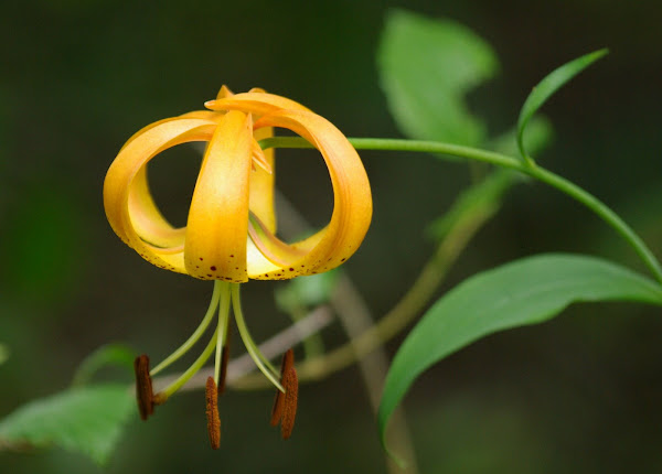 Turk’s-cap Lily (<i>Lilium superbum</i>)