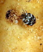 varied carpet beetle adult on Cheese-its