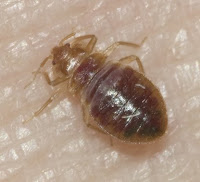 bed bug nymph on human skin