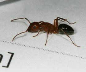 A carpenter ant is not just an ant