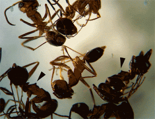pyramid ants have a distinctive node on the rear thoracic segment (see arrows)
