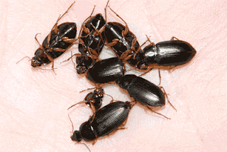 A handfull of carabid, or ground, beetles.  These beetles were burrowing into sealant around the outside door of a building. Photo by M. Merchant