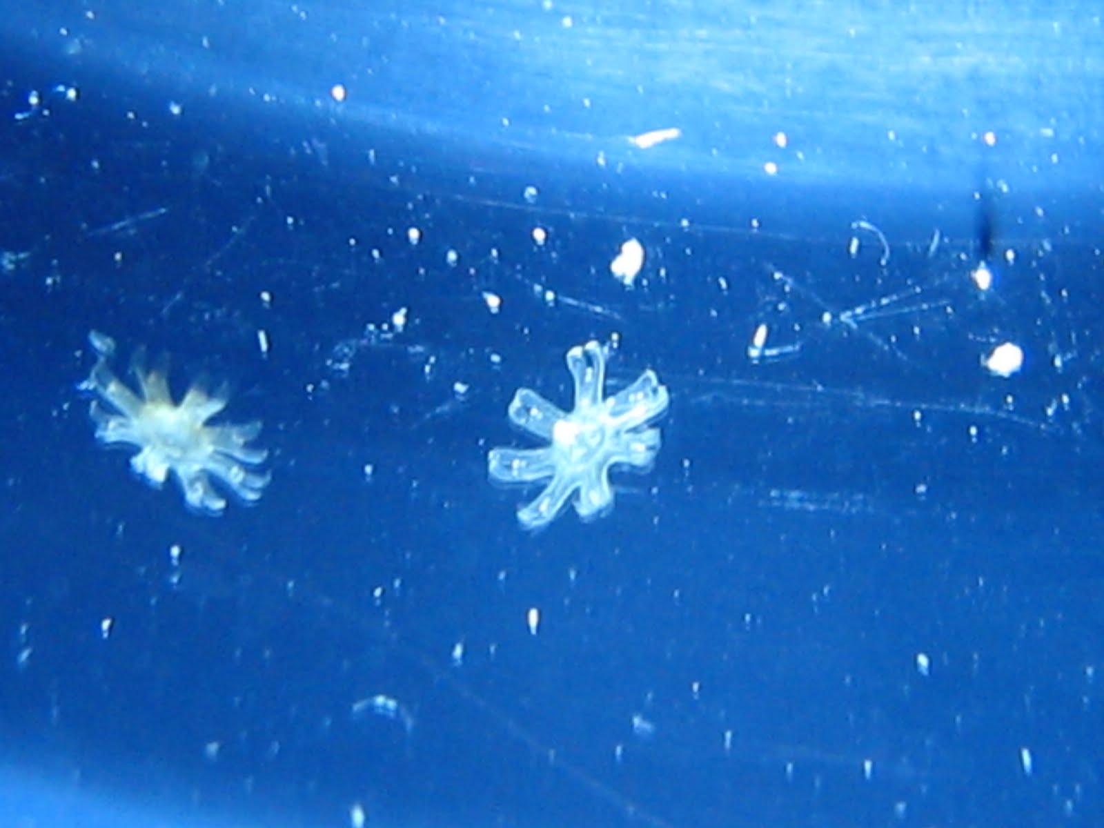 Jelly Keeping Ephyra Jellyfish