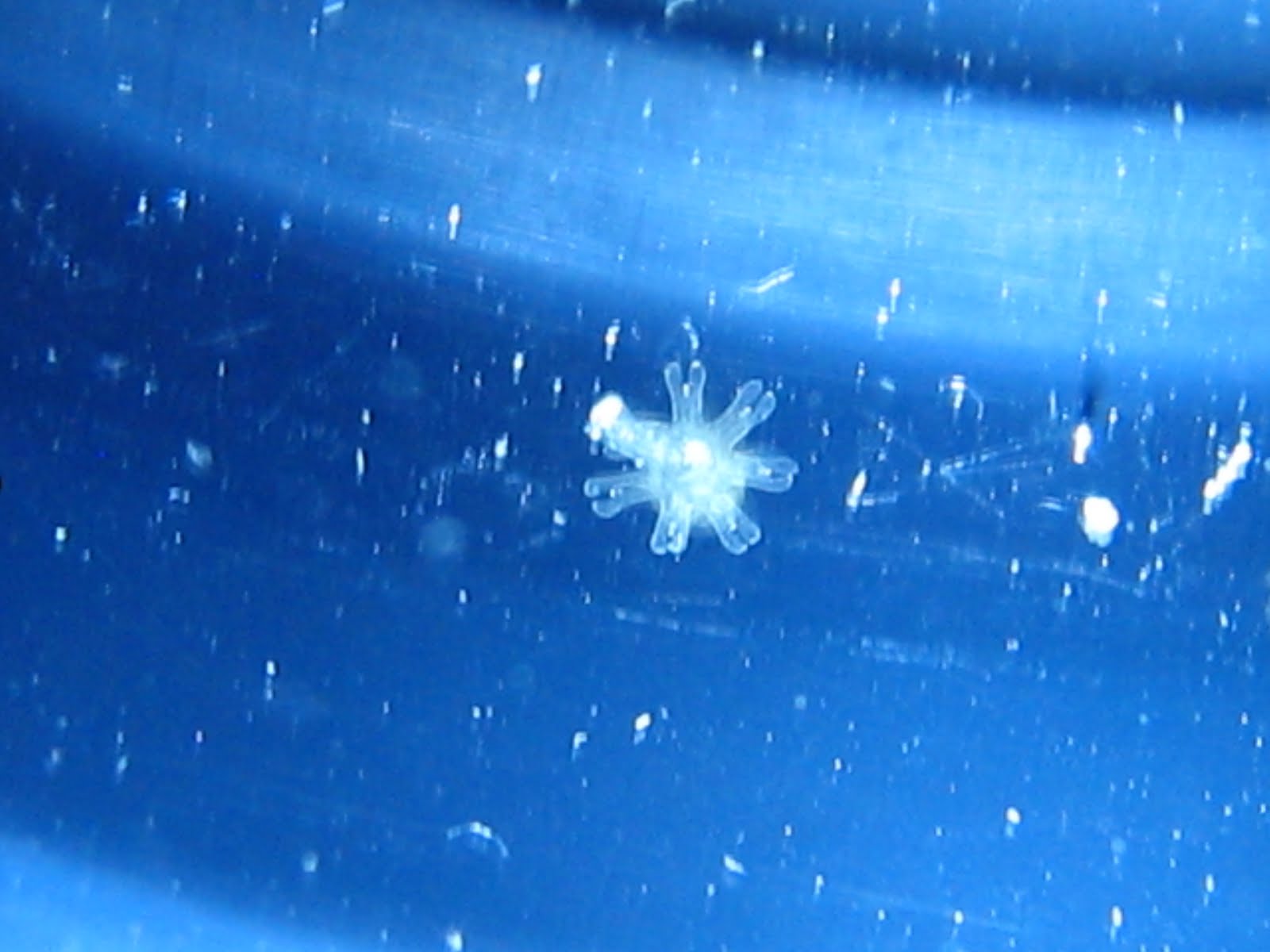 Jelly Keeping Ephyra Jellyfish