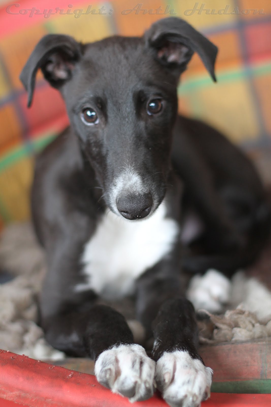 Castle Walk Dog Walkers' Blog Have you ever seen a greyhound puppy?
