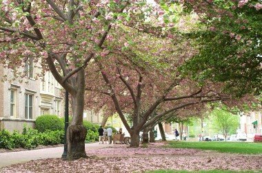 [spring-in-chapel-hill-pink-flowering-tree-3.jpg]