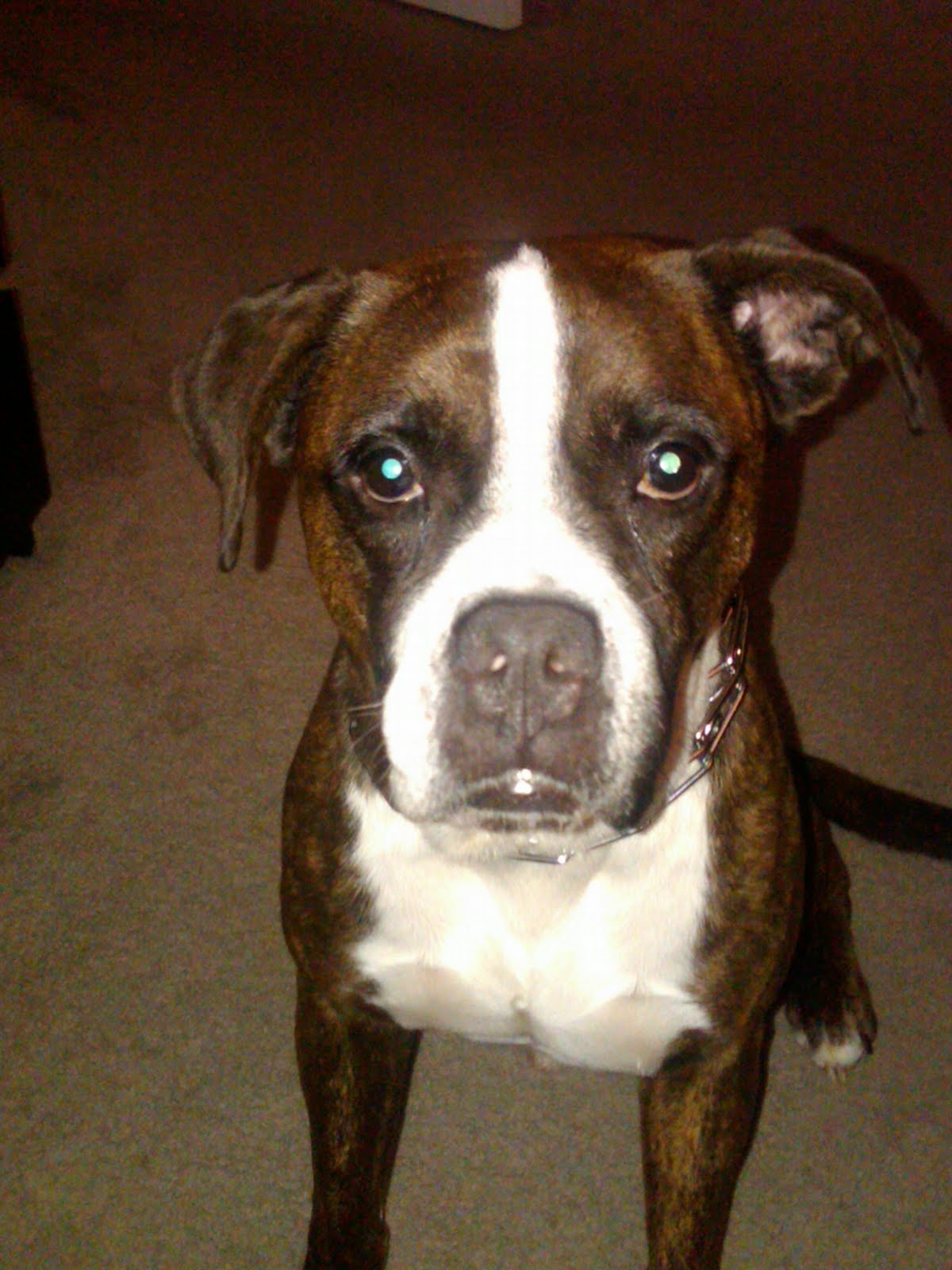 Taylor Made Pit Bulls