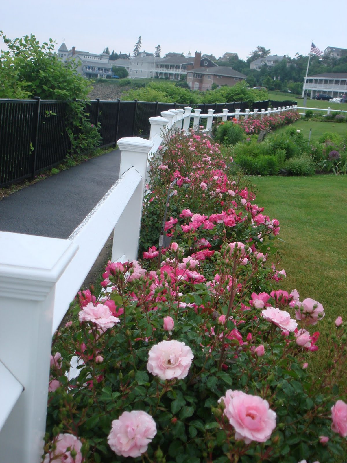 Ogunquit Beach Inn, & other adventures.... Beach Roses on the Marginal Way