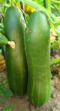 Cucumbers