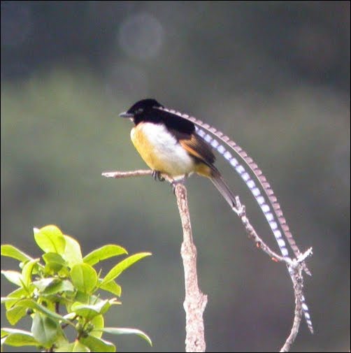 Oh Yeah 10 Burung Cenderawasih Paling Cantik Di Dunia Blog