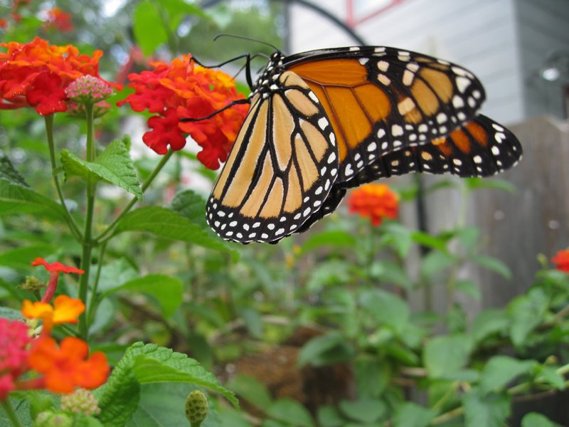[monarch+butterfly+on+lantana.jpg]