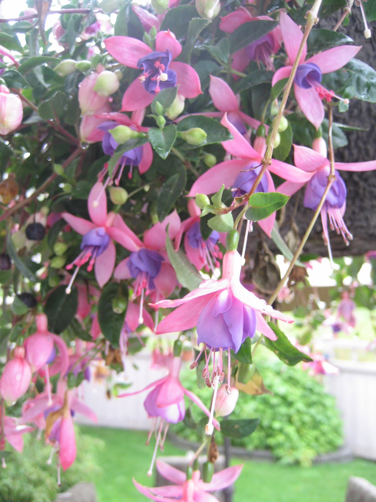 Seasons In My Garden June Flowers