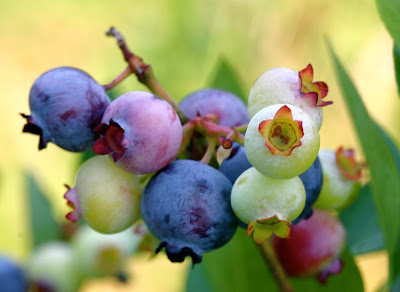 PattsBlueberries.jpg