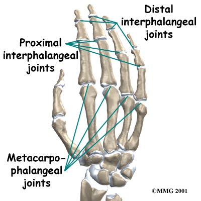 Joints of the Upper Limb ~ Anatomy for MSP