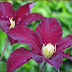 Clematis 'Niobe' for Inspiration