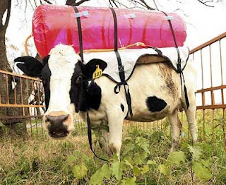 Cientificos Argentinos estudian a las vacas para combatir el cambio climático