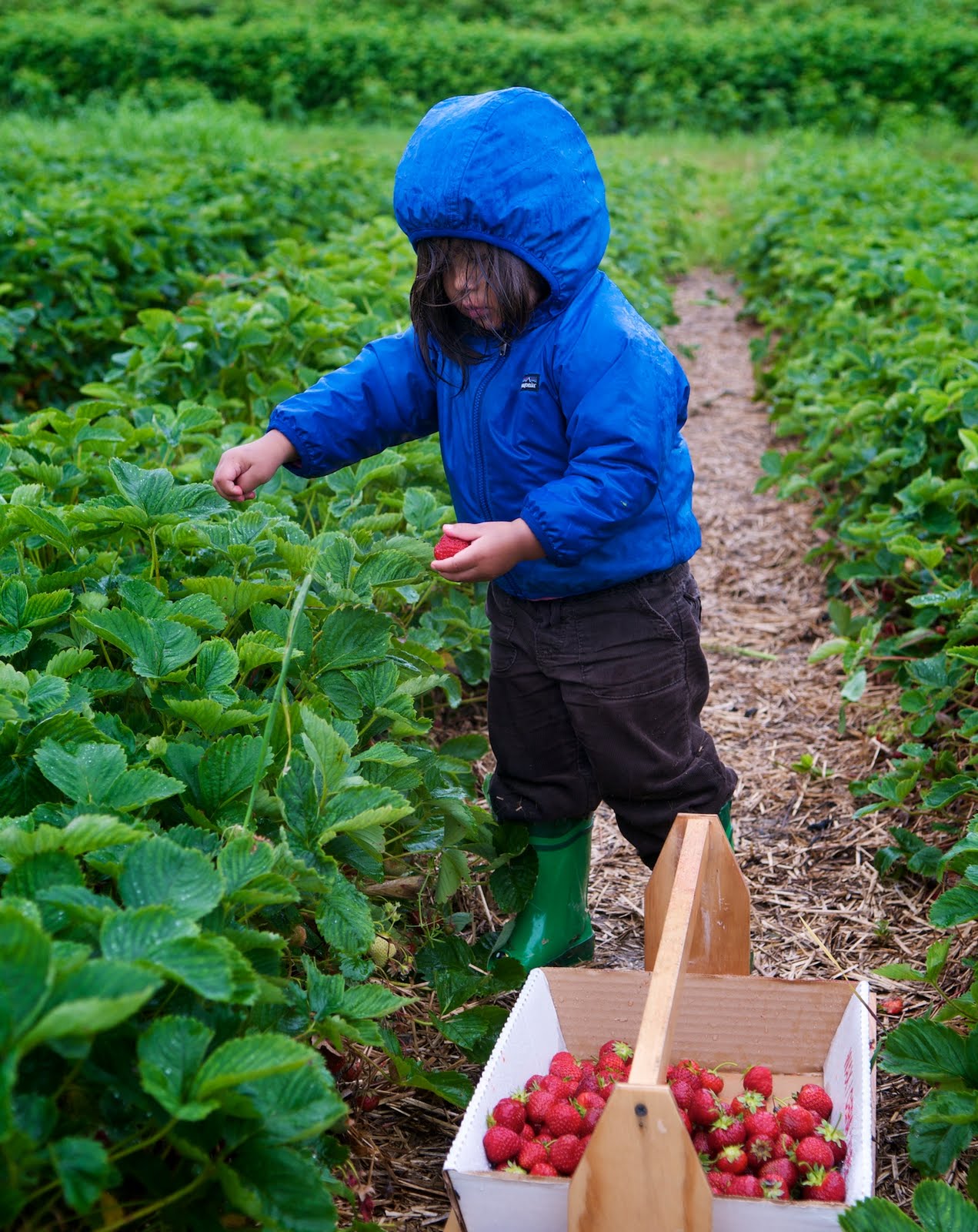[Tougy+picking+strawberries.jpg]