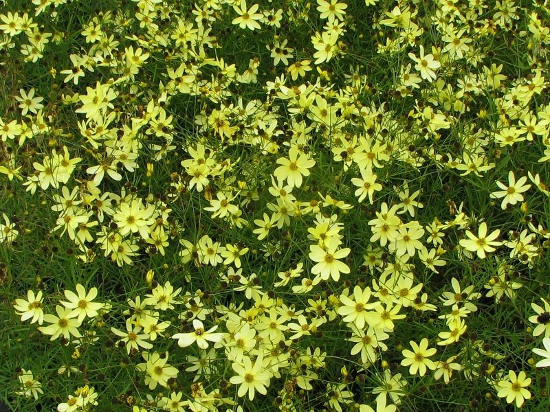 [moonbeam-coreopsis_483.jpg]