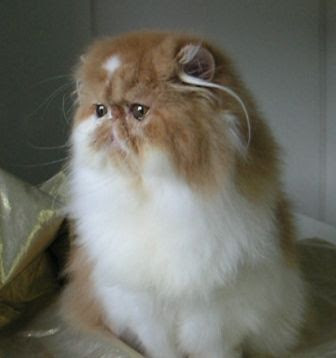 Sekeping Gambar, Pelbagai Cerita.: Kucing Parsi.