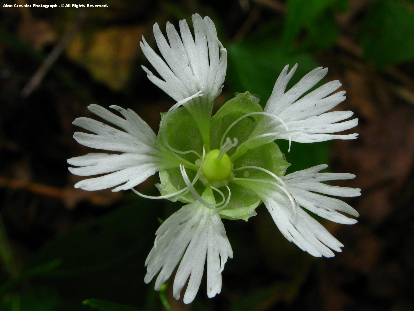 Roundleaf Catchfly The High Knob Landform: April 2010