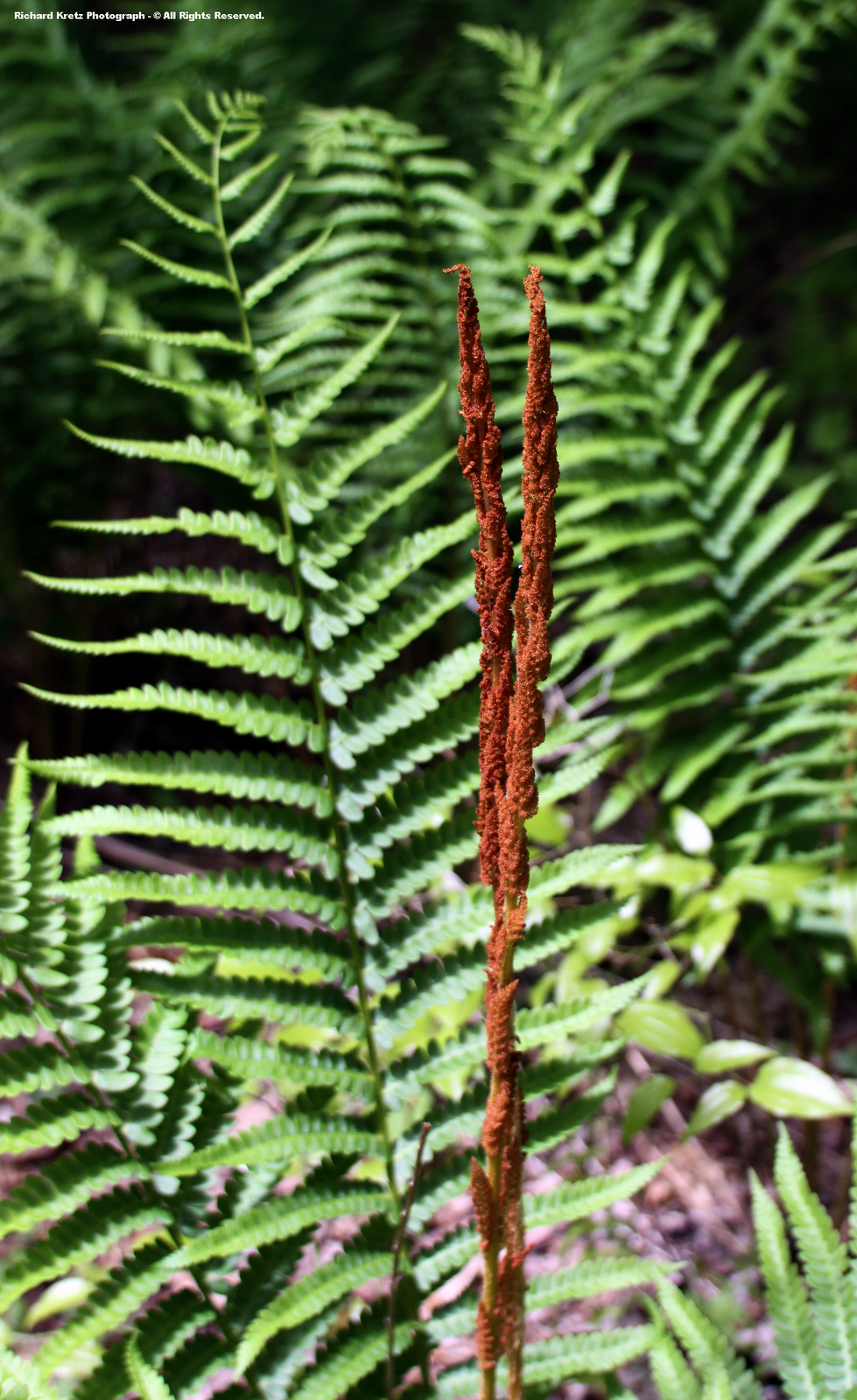 The High Knob Landform Flora 3 Ferns of The High Knob Landform