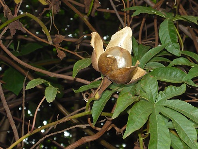 JARDINS DE AGHARTA: Rosa-de-madeira (Ipomoea Tuberosa) hawaian wooden rose