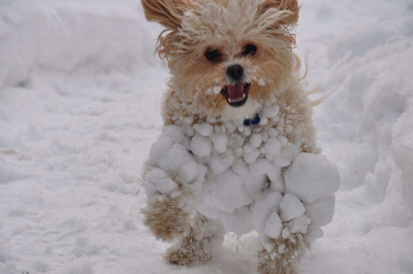 Anne and Tanner's World Snowball Puppy