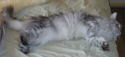 Maine coon polydactyl Tootsie, my rescue cat