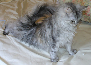 Cat Yoga- Polydactyl Maine coon