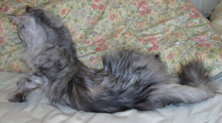 Cat Yoga- Polydactyl Maine coon