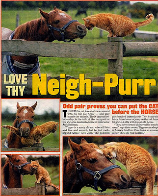 cat and horse love