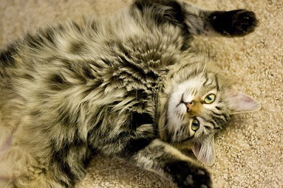 Maine coon belly fluff- please give me a tummy rub