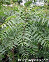 1000 Gambar Daun Neem Paling Keren 1000 Gambar Daun Neem Paling Keren