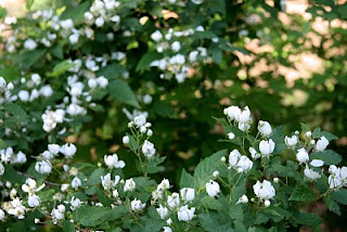 Blackberry flowers