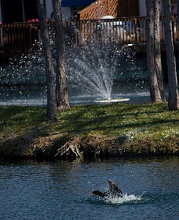 Duck and fountain