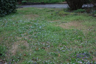Violets all over the yard