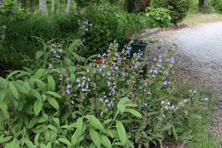 Flowering sage