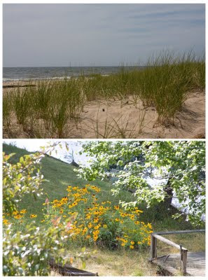 Dune grass and Black-Eyed Susans