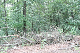 Future Kindling of FAR Manor brush pile
