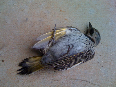 Dead woodpecker (yellow-shafted flicker)