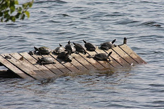 Turtles on partly submerged dock