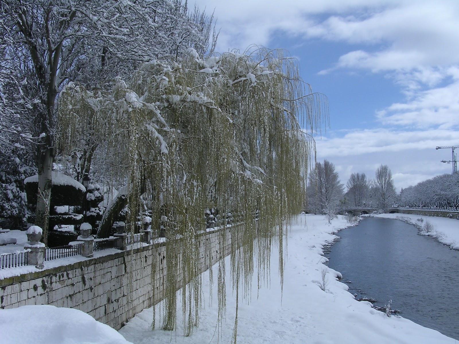 QUE LOS ARBOLES TE DEJEN VER EL BOSQUE EL SAUCE LLORÓN