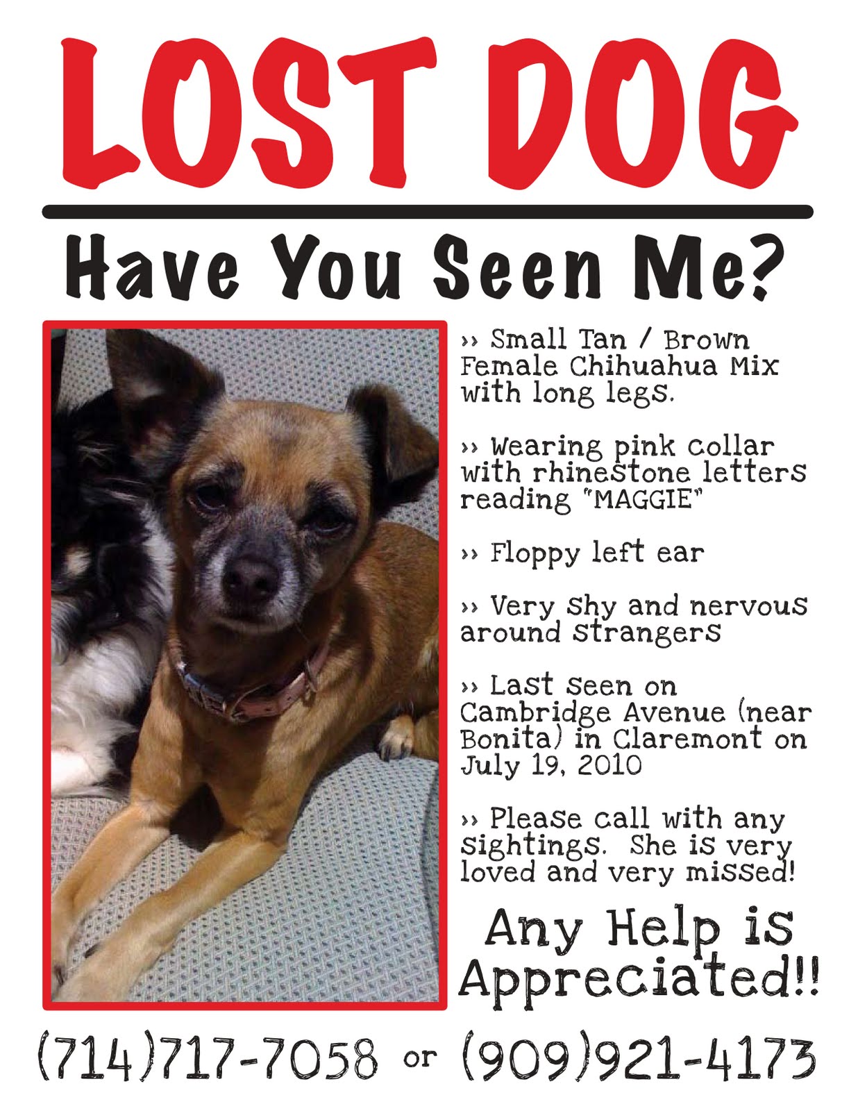 Free Printable Lost Pet Flyer