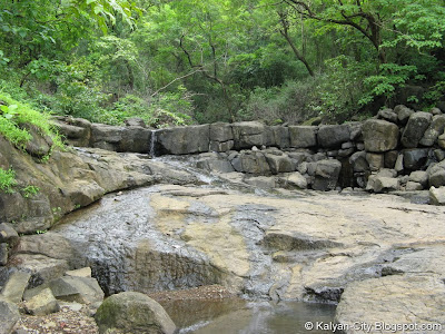 Jungle Stream