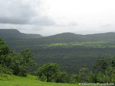 Valley and Forest